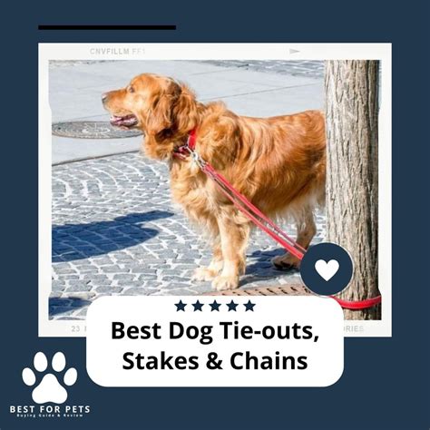 The 8 Best Dog Tie.